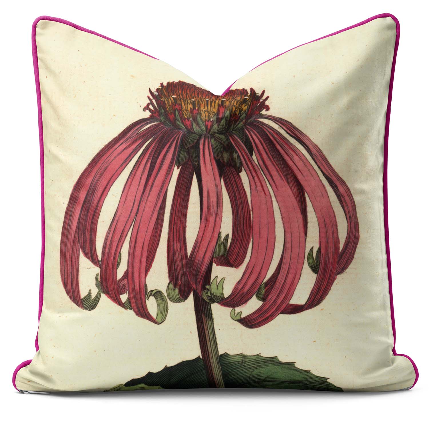 Echineacea Purpurea - Botanical Cushion