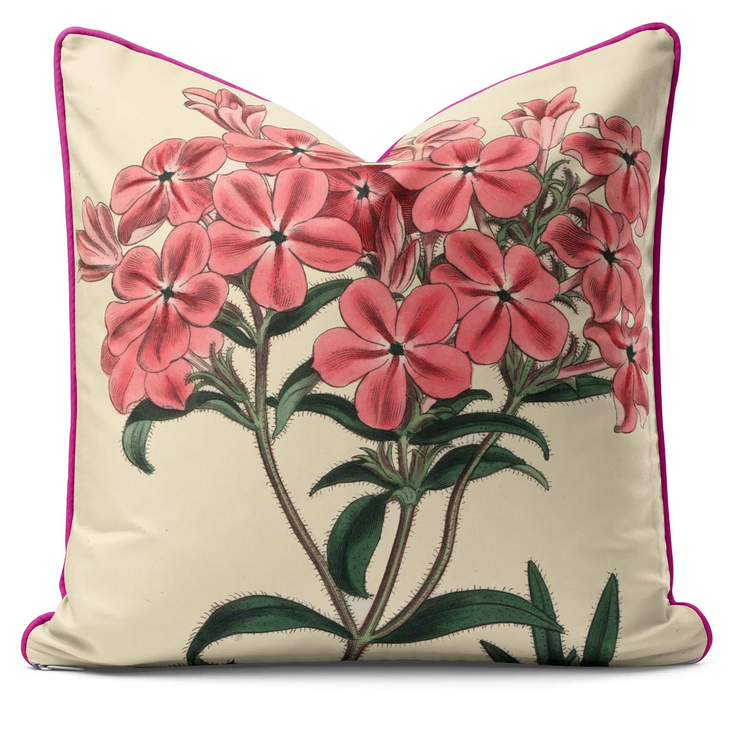 Frasers Hairy Phlox - Botanical Cushion