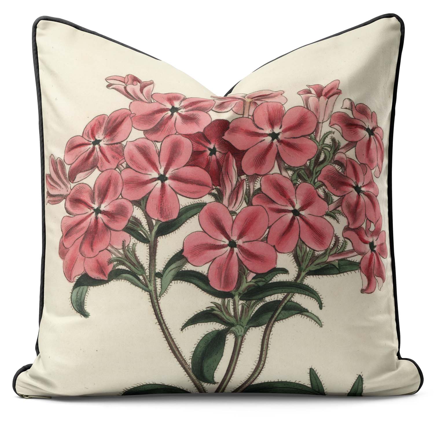 Frasers Hairy Phlox - Botanical Outdoor Cushion