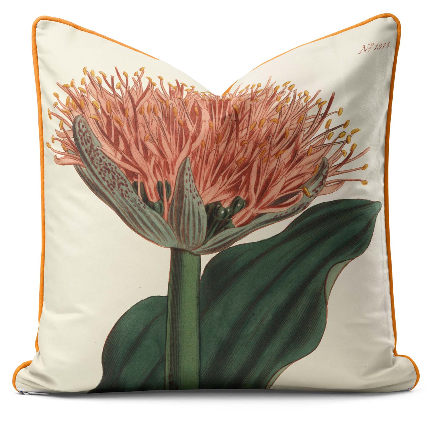 Paintbrush Lily - Botanical Cushion