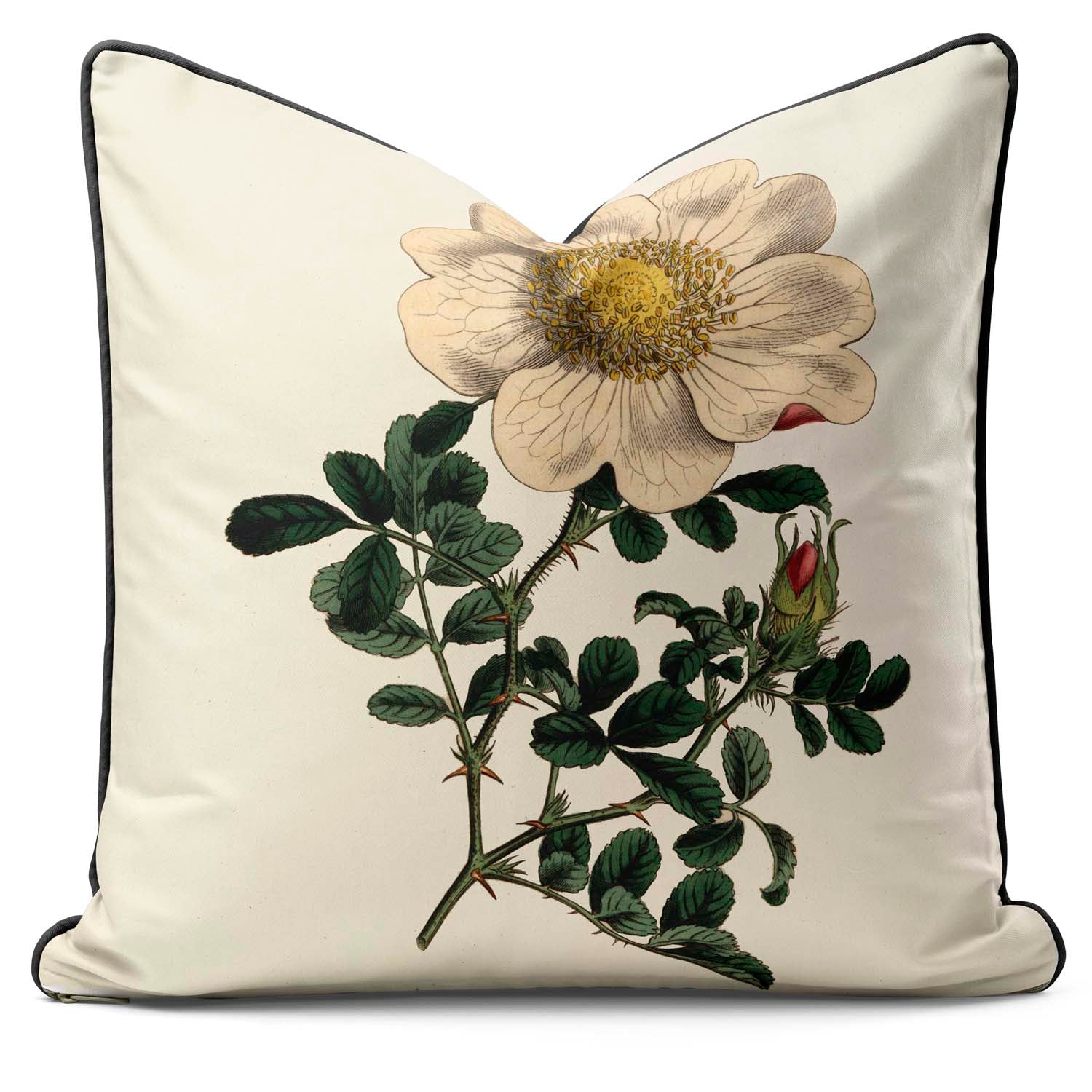 Macartney's Rose - Botanical Outdoor Cushion