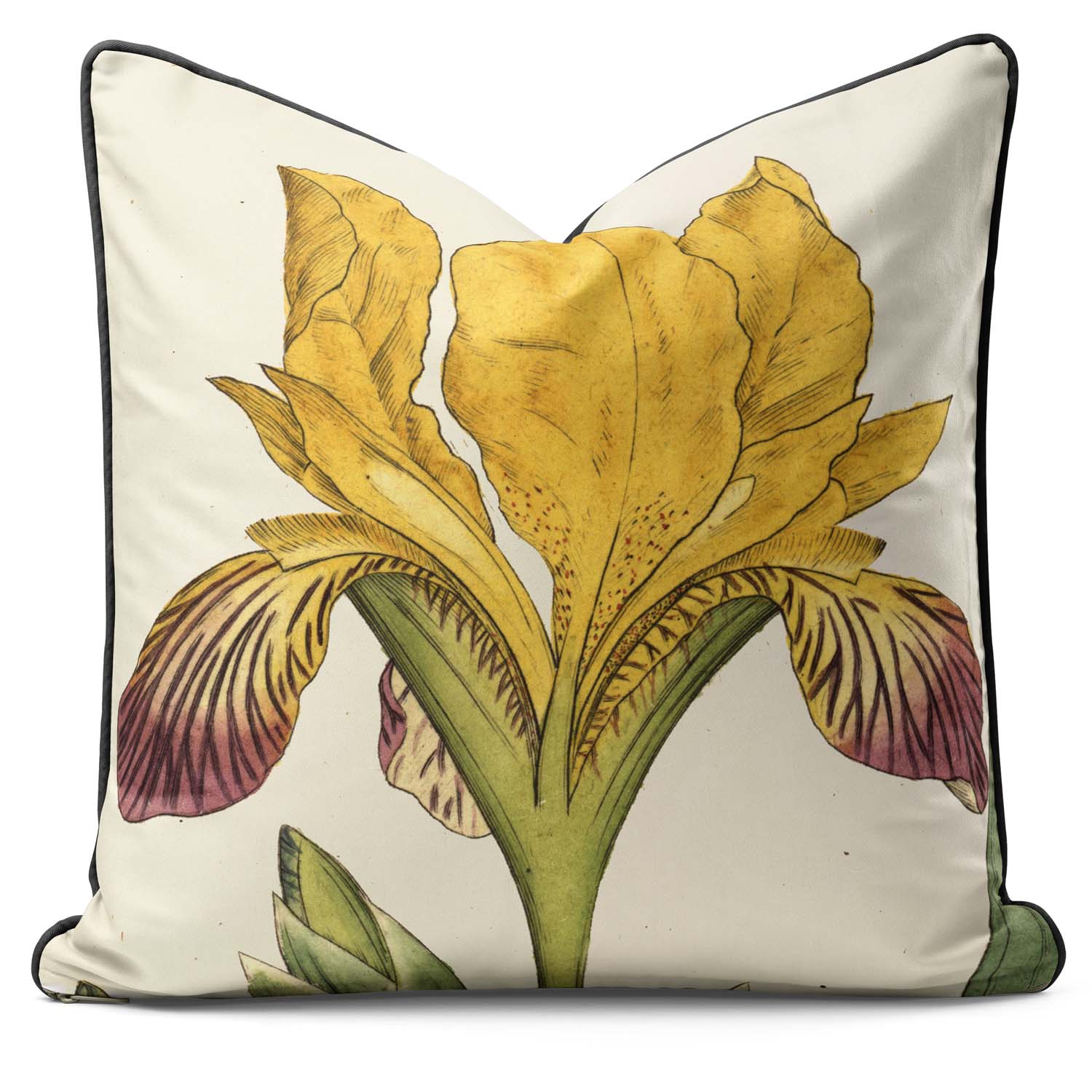 Variegated Iris - Botanical Outdoor Cushion