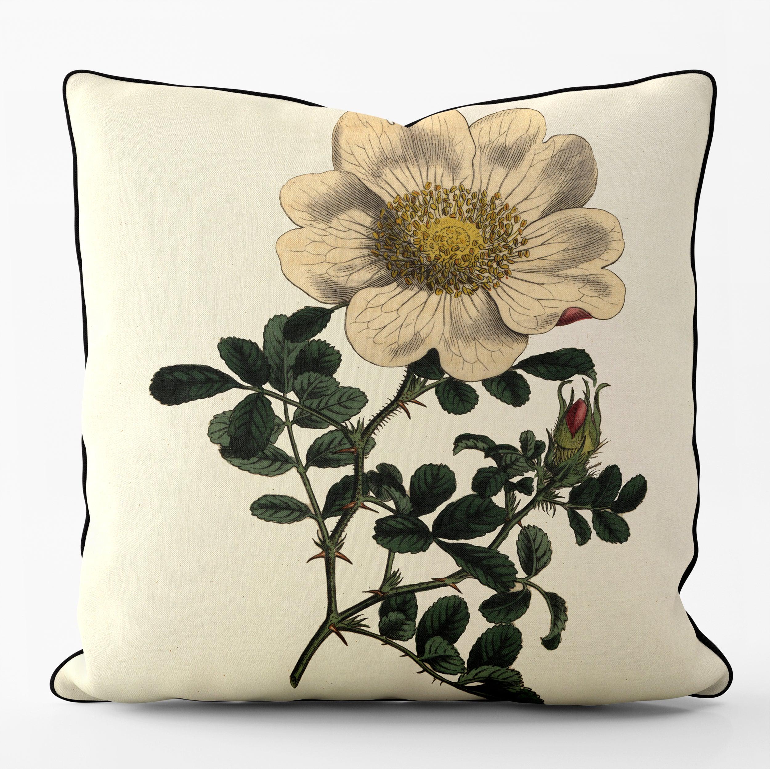Macartney's Rose - Botanical Outdoor Cushion