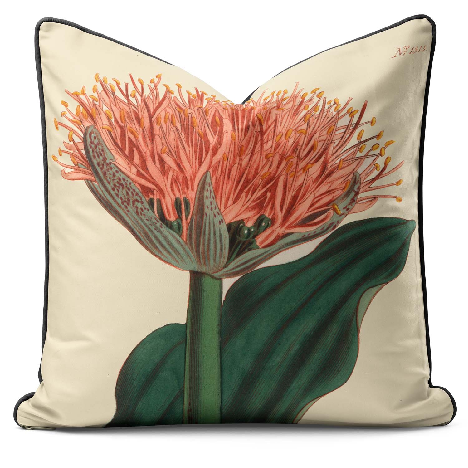 Paintbrush Lily - Botanical Outdoor Cushion